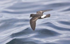 European Storm petrel