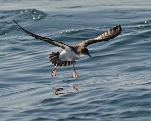 Manx Shearwater