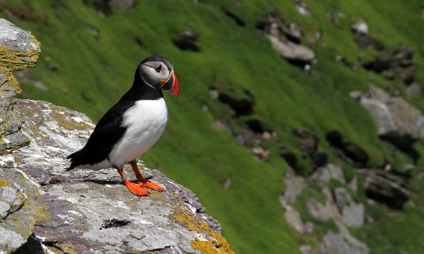 puffin on skellig island